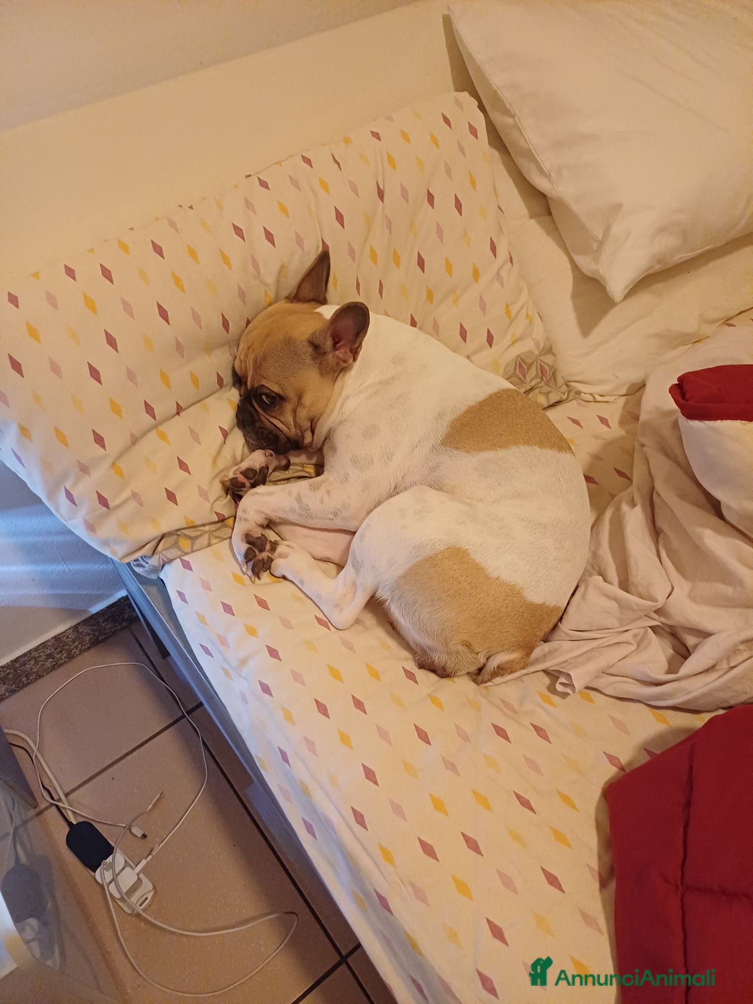 Bulldog Francese cani Adozione  - Annuncio 3