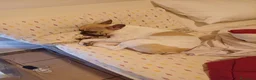 Bulldog Francese cani in regalo: Adozione  a Provincia di Fermo - Annuncio 1