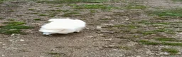 Volpino Italiano cani in regalo: Volpino italiano - Annuncio 7