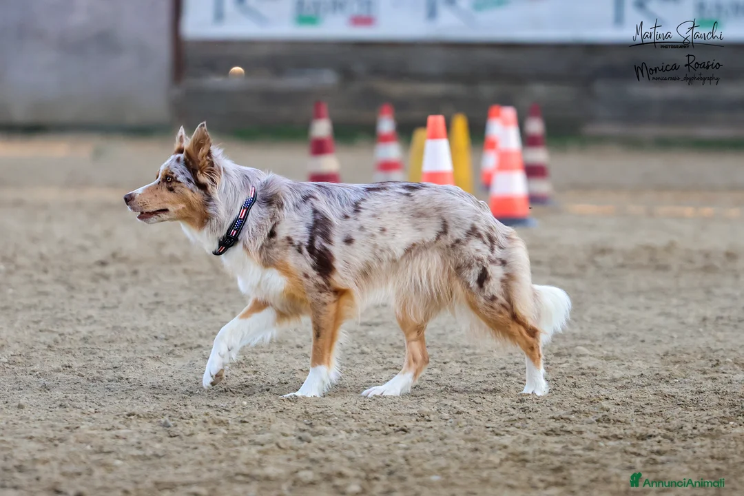 Border Collie cani in vendita: Cuccioli Border Collie  - Annuncio 15