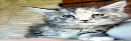 Maine Coon gatti in vendita: Meravigliose cucciole di Maine Coon linea russa  - Annuncio 7
