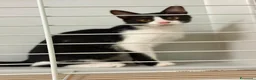 Meticcio gatti in regalo: Felicia, 4 mesi di dolcezza  - Annuncio 5