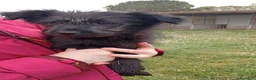 Meticcio cani in regalo: DAKOTA e ARES simpatici cucciolotti a Città Metropolitana di Firenze - Annuncio 2
