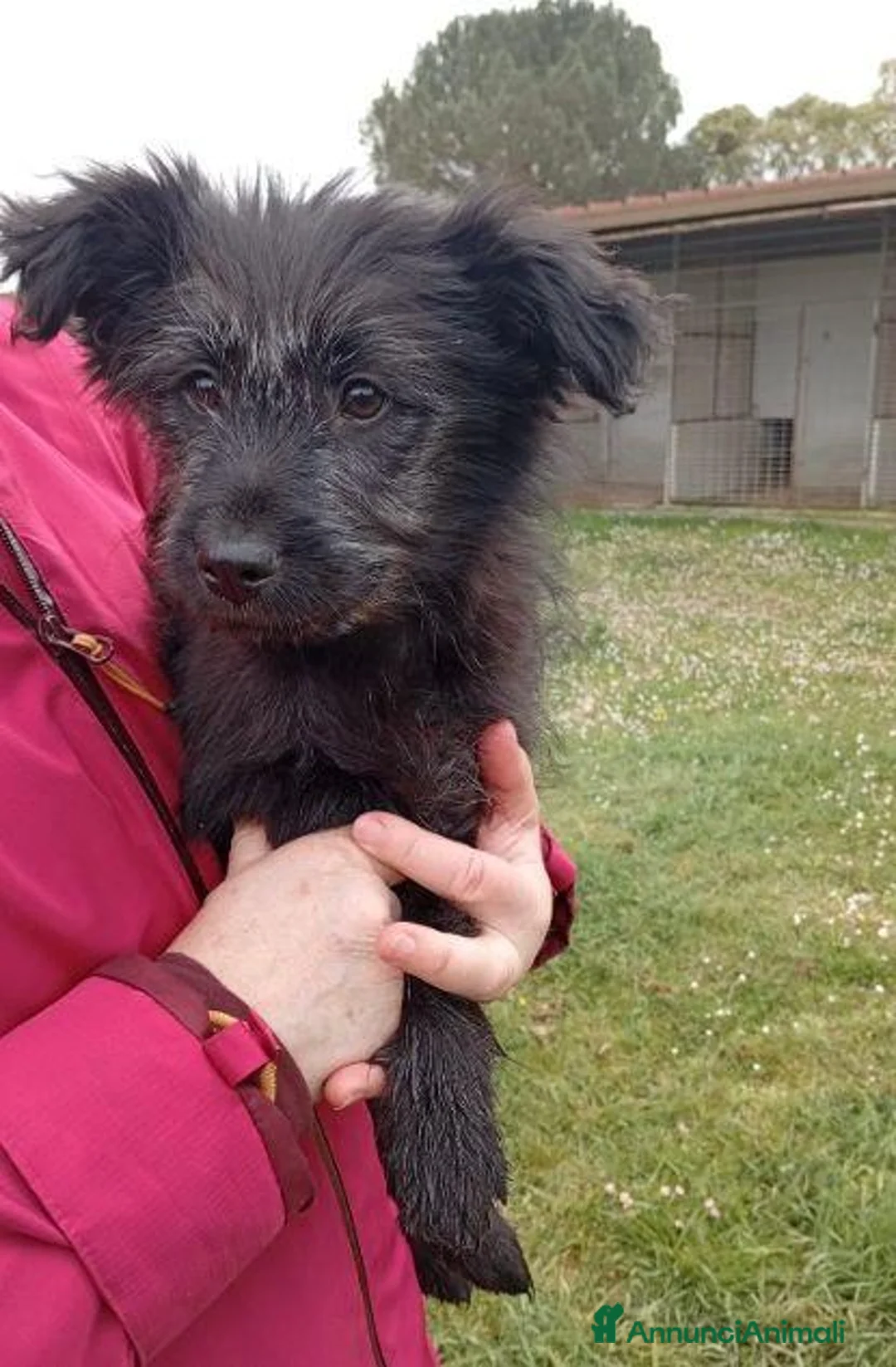 Meticcio cani in regalo: DAKOTA e ARES simpatici cucciolotti a Città Metropolitana di Firenze - Annuncio 2