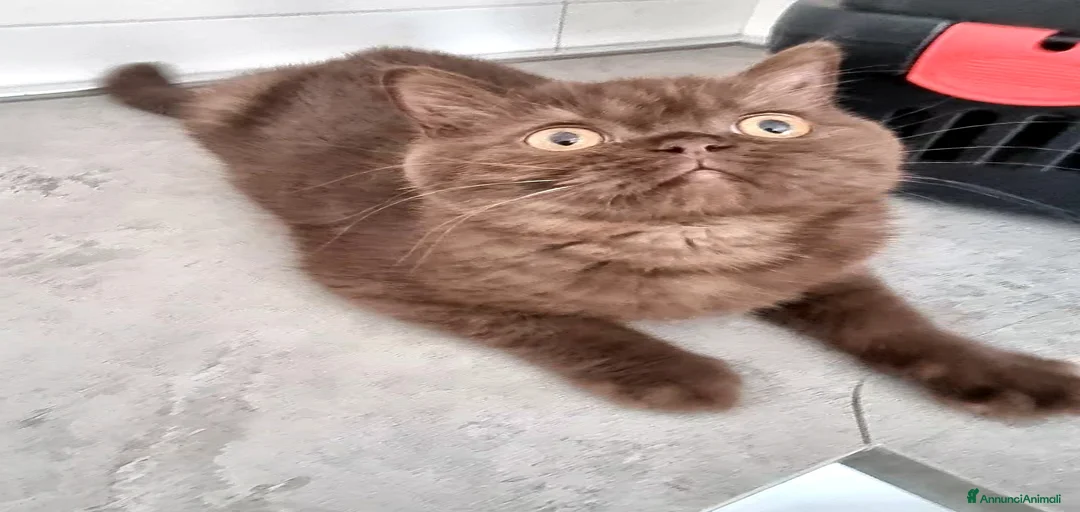 Immagine della galleria {{count}}