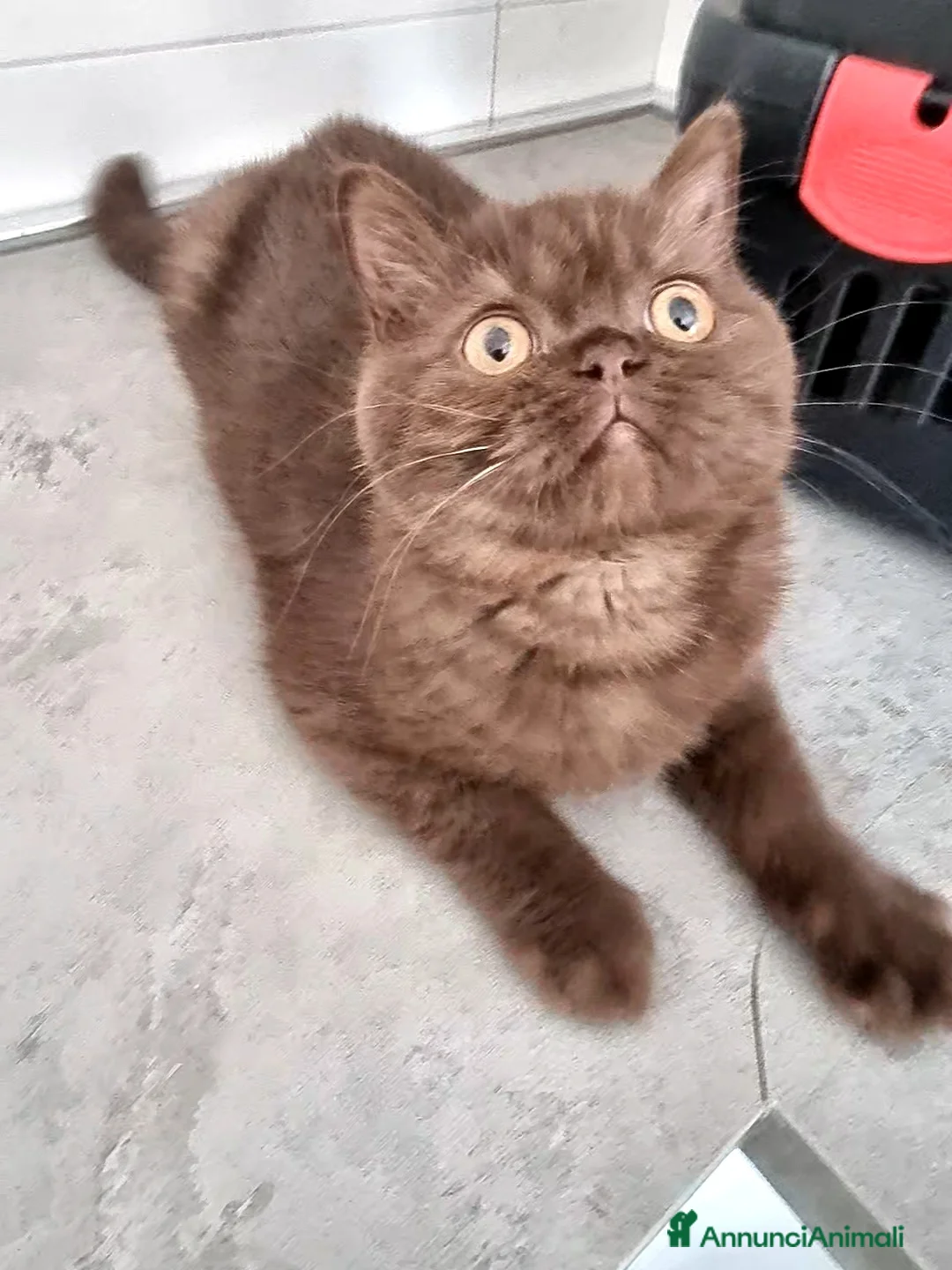 Immagine della galleria {{count}}