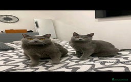 Certosino gatti in vendita: Cuccioli di CERTOSINO PURISSIMI a Metropolitan City of Milan - Immagine 10