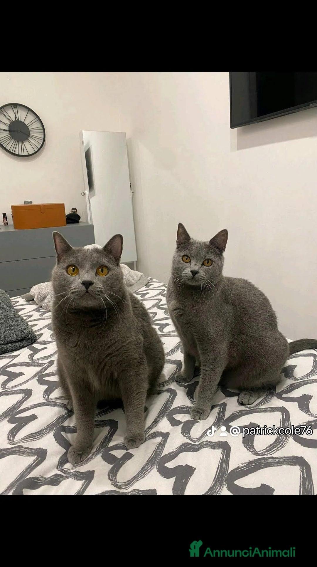 Certosino gatti in vendita: Cuccioli di CERTOSINO PURISSIMI a Metropolitan City of Milan - Immagine 10