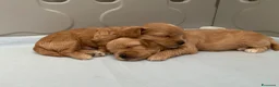 Maltipoo cani in vendita: Cuccioli maltipoo a Provincia di Verona - Annuncio 4