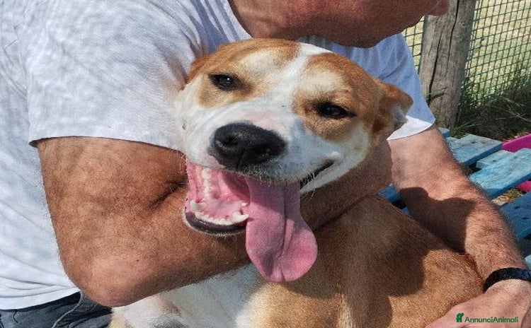 Meticcio cani a Provincia di Latina - Annuncio 15