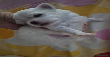 Maltese cani a Provincia di Padova - Annuncio 16