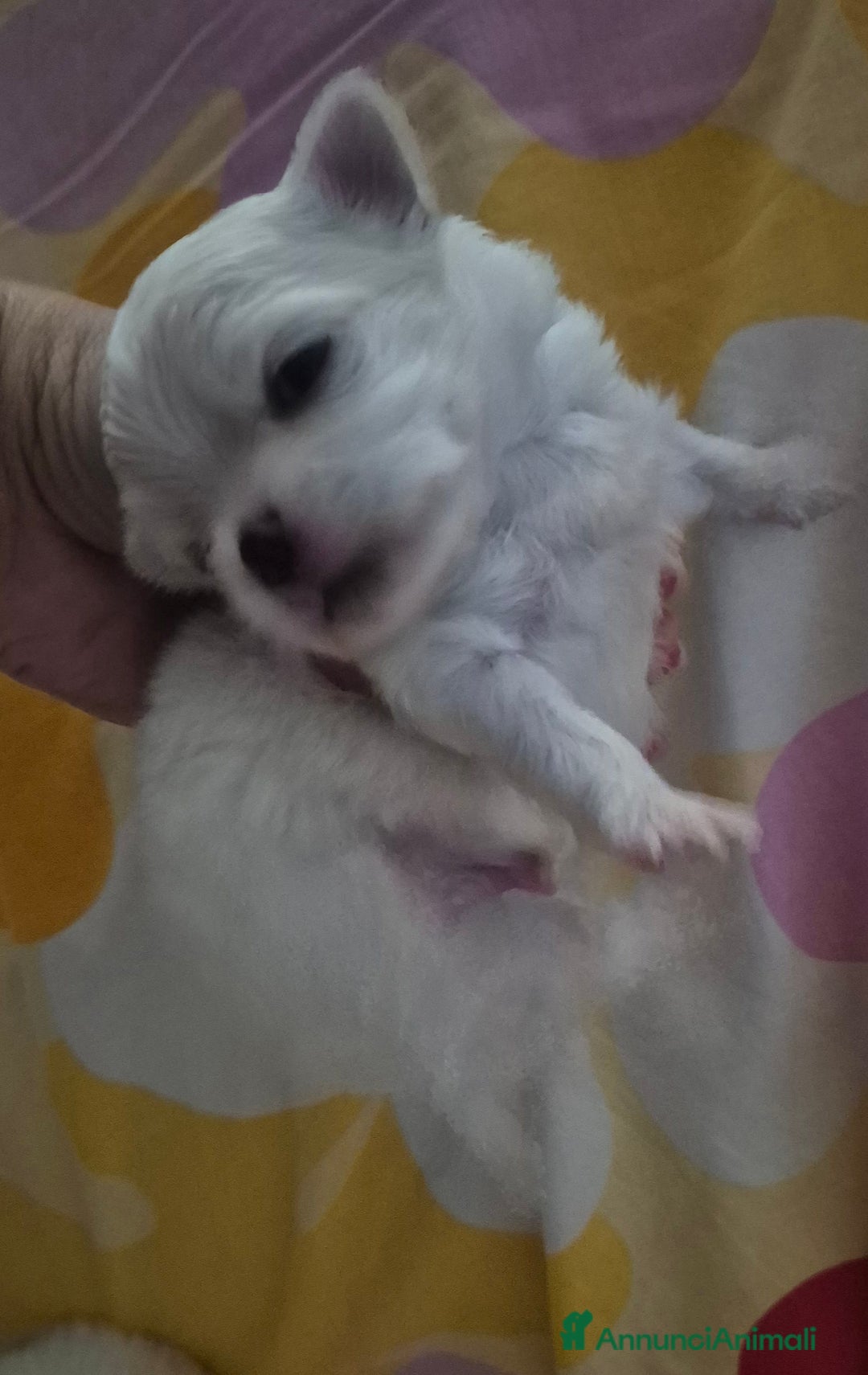 Maltese cani in vendita: Mini maltese coreano  a Provincia di Padova - Immagine 3