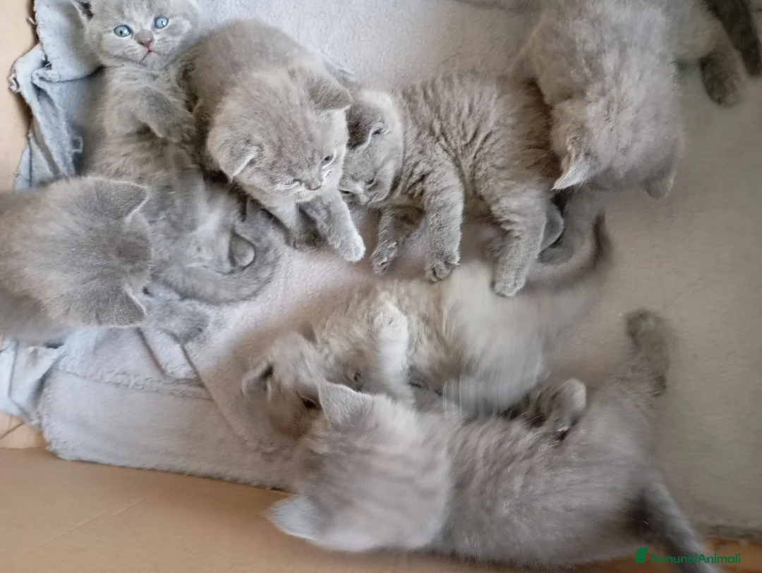 British gatti in vendita: British shorhair cuccioli  - Annuncio 2