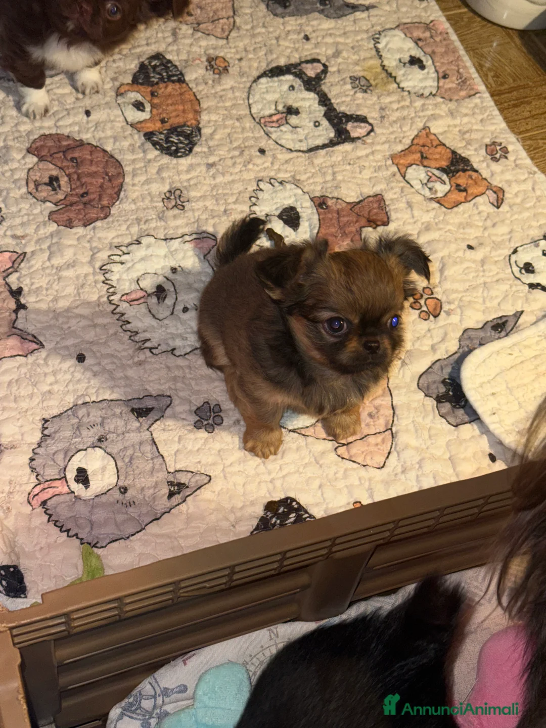 Chihuahua cani in vendita: Chihuahua mini  - Annuncio 2