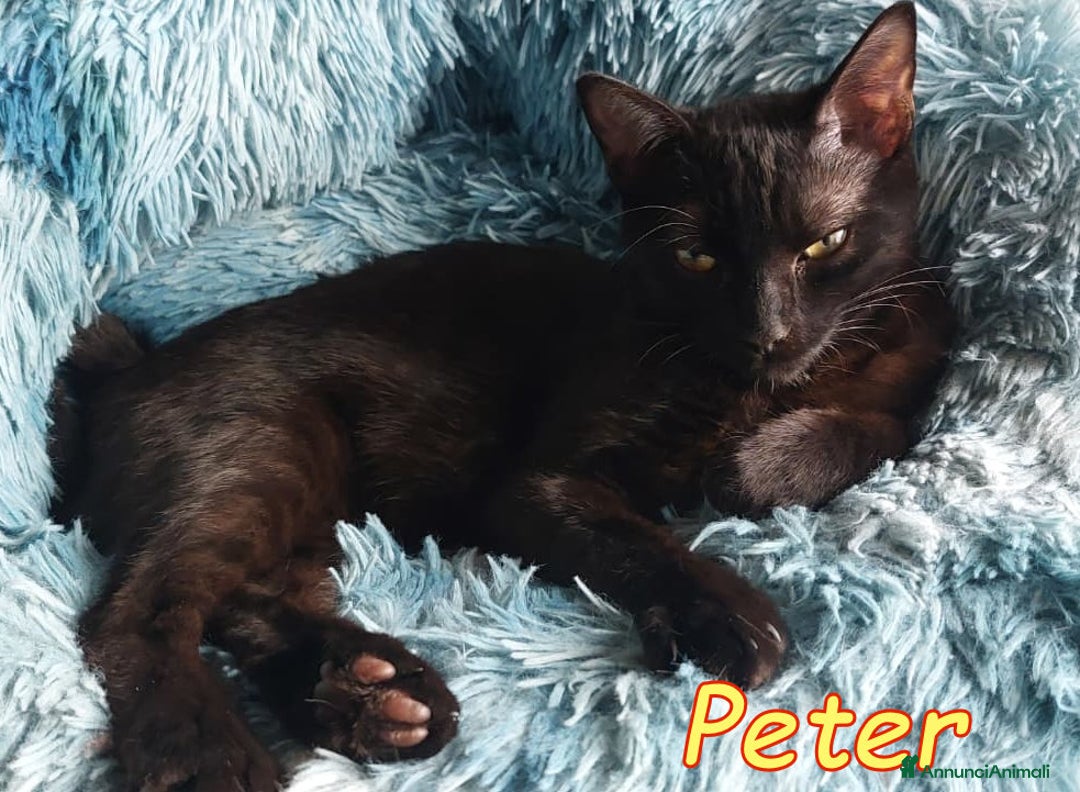 Europeo gatti in regalo: PETER IL PANTERINO DOLCISSIMO - Annuncio 3