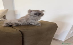 Persiano gatti in vendita: Gattine persiane a Provincia di Brescia - Immagine 18
