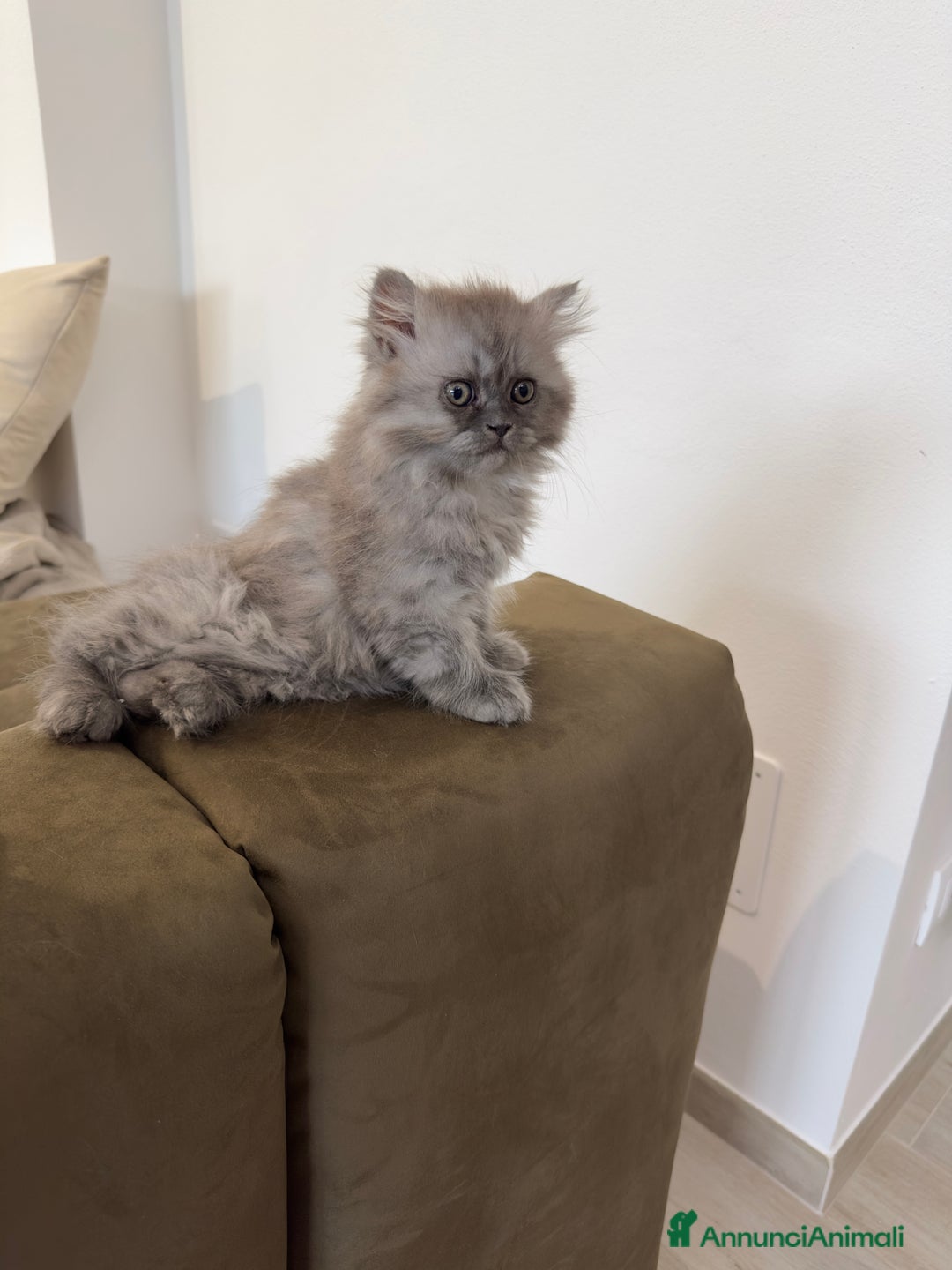 Persiano gatti in vendita: Gattine persiane a Provincia di Brescia - Immagine 18