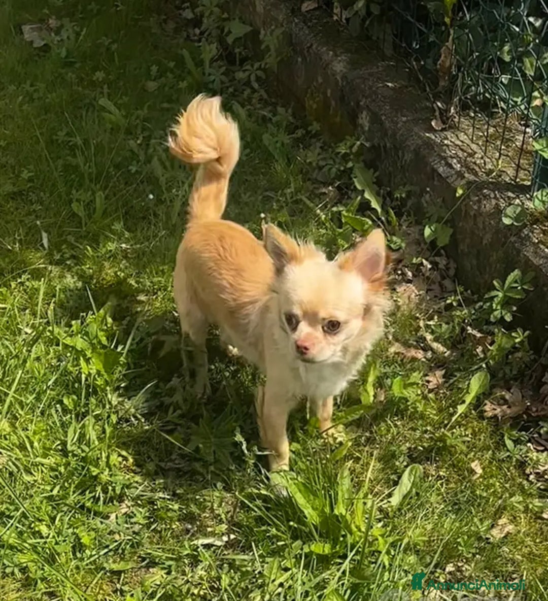 Chihuahua cani in vendita: Chihuahua maschio pelo lungo a Provincia di Gorizia - Immagine 1
