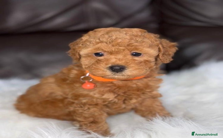 Barboncino Toy cani - Annuncio 1