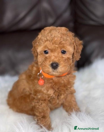 Barboncino Toy cani - Annuncio 1