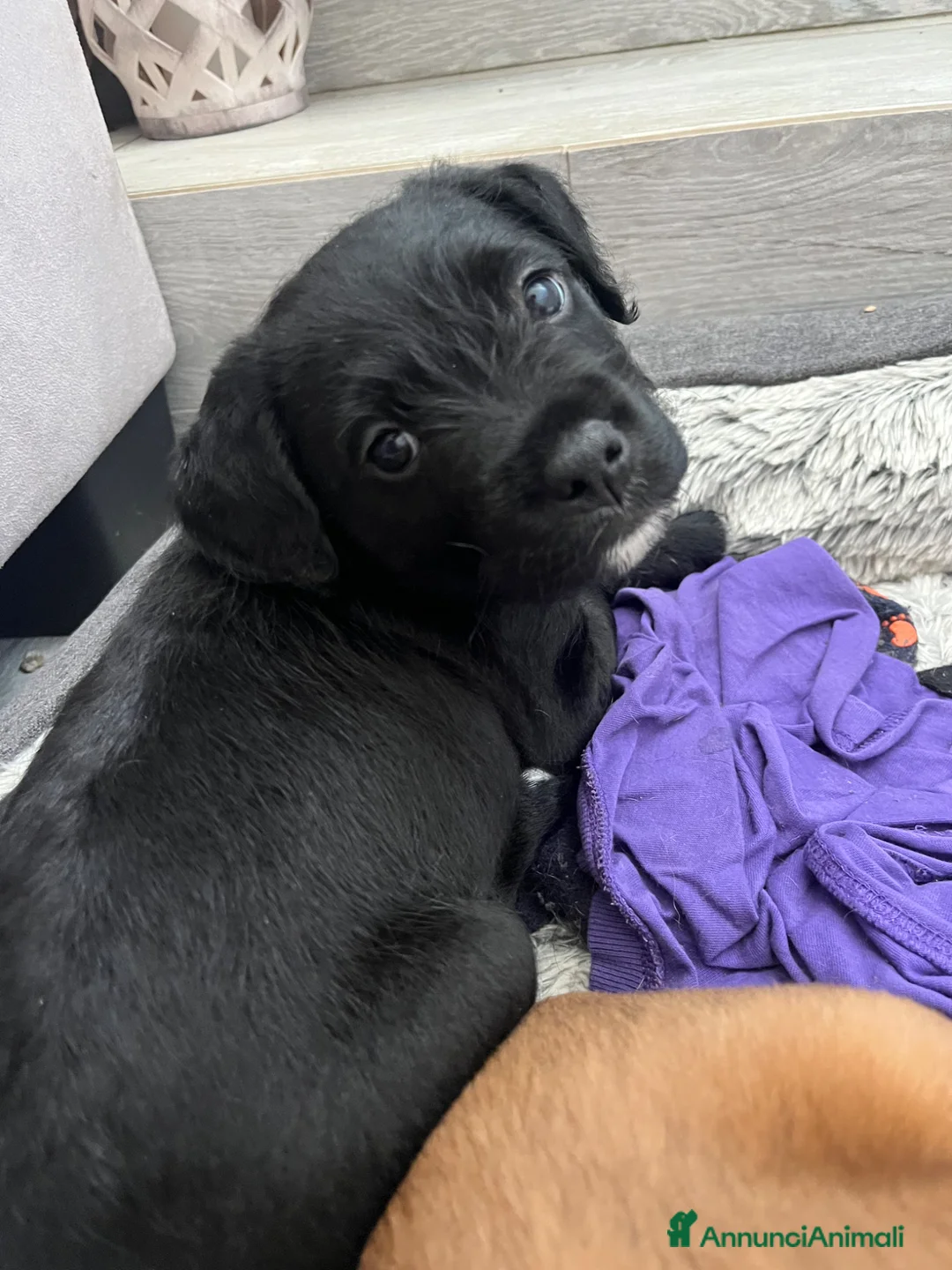 Meticcio cani in vendita: cuccioli staffypoo a Città metropolitana di Milano - Annuncio 2