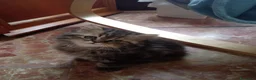 Persiano gatti in vendita: Disponibili CUCCIOLI DI PERSIANO - Annuncio 4