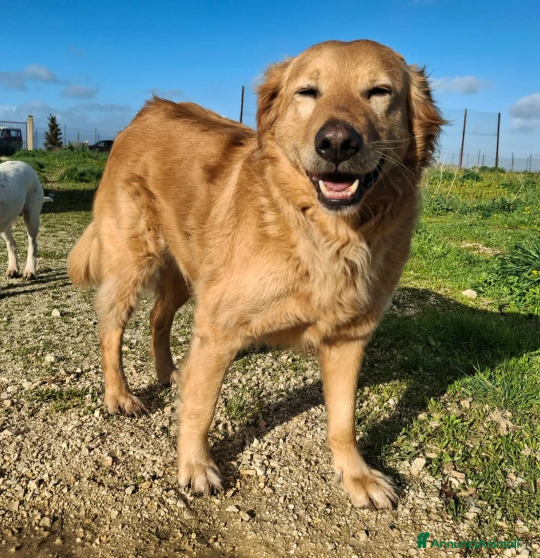 Golden Retriever cani in regalo: Julia 5 anni mix golden a Città metropolitana di Palermo - Annuncio 1
