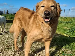 Golden Retriever cani Julia 5 anni mix golden - Annuncio 5