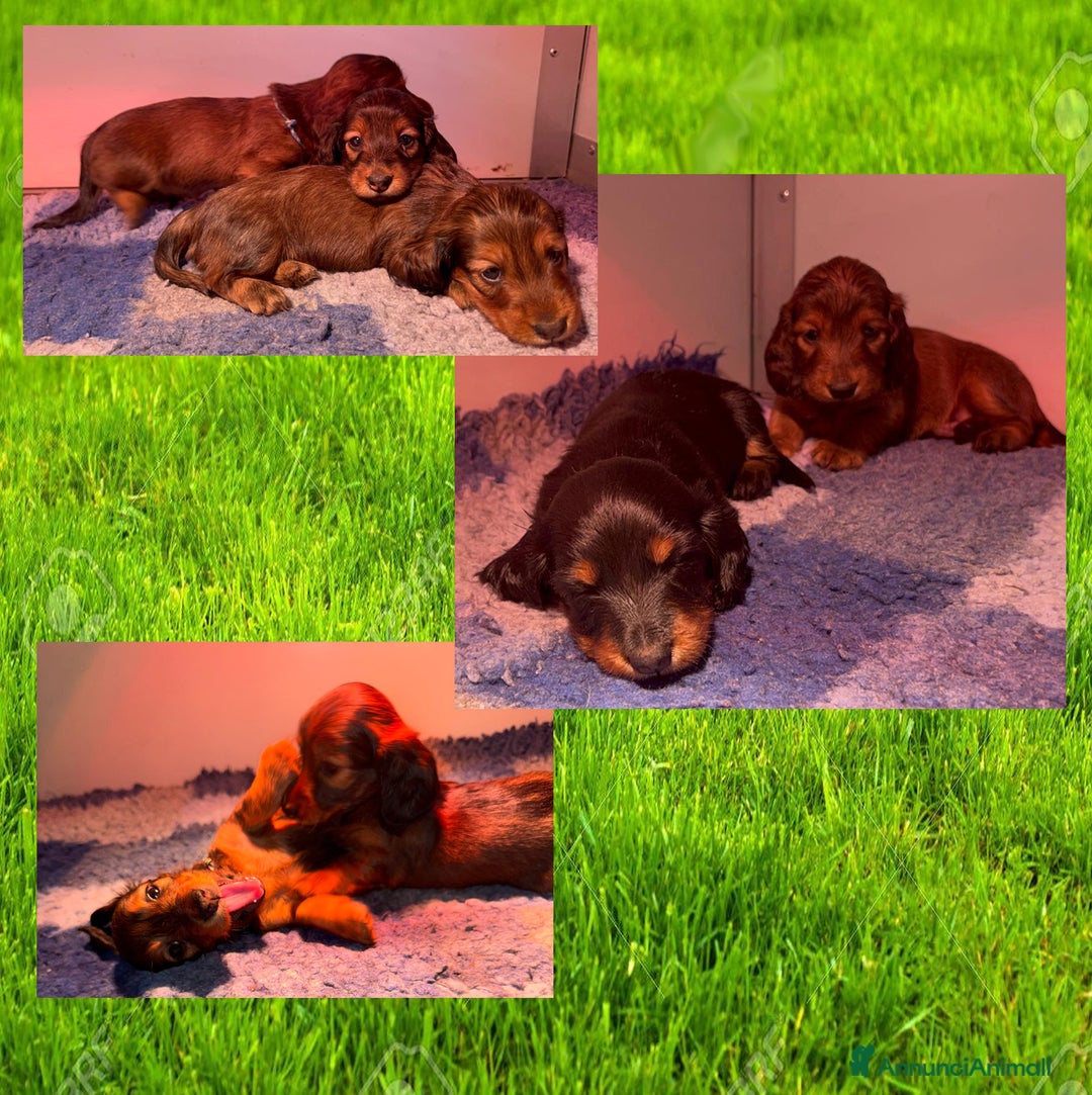 Bassotto cani in vendita: Cuccioli Nani/Kaninchen bassotto a pelo lungo - Annuncio 2