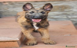 Pastore Belga cani in vendita: Cuccioli Pastore Belga Laekenois  a Città Metropolitana di Firenze - Immagine 15