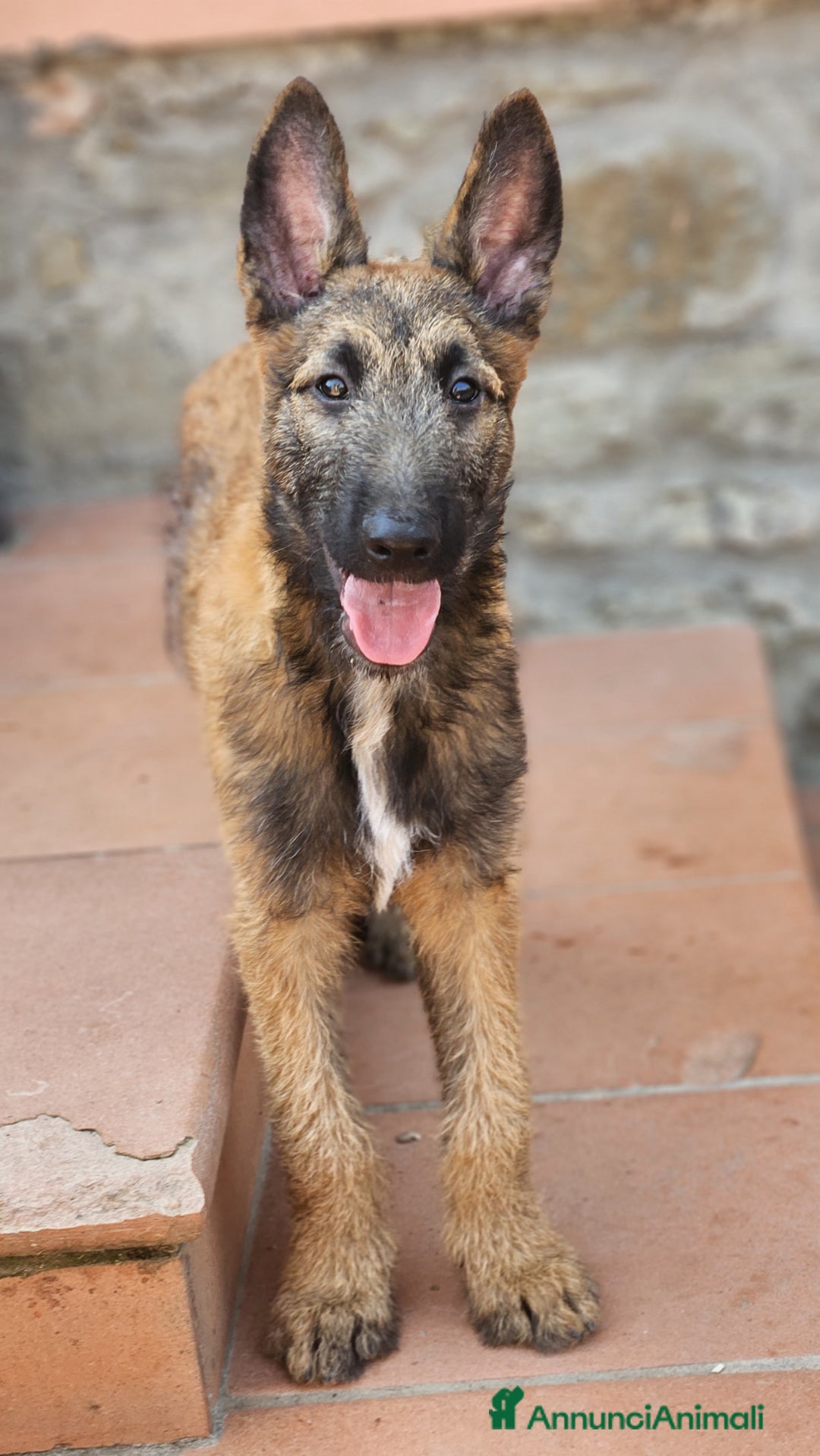 Pastore Belga cani in vendita: Cuccioli Pastore Belga Laekenois  a Città Metropolitana di Firenze - Immagine 15
