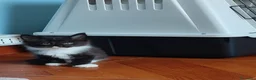 Maine Coon gatti in vendita: Meravigliosi gattini Maine Coon - Annuncio 13
