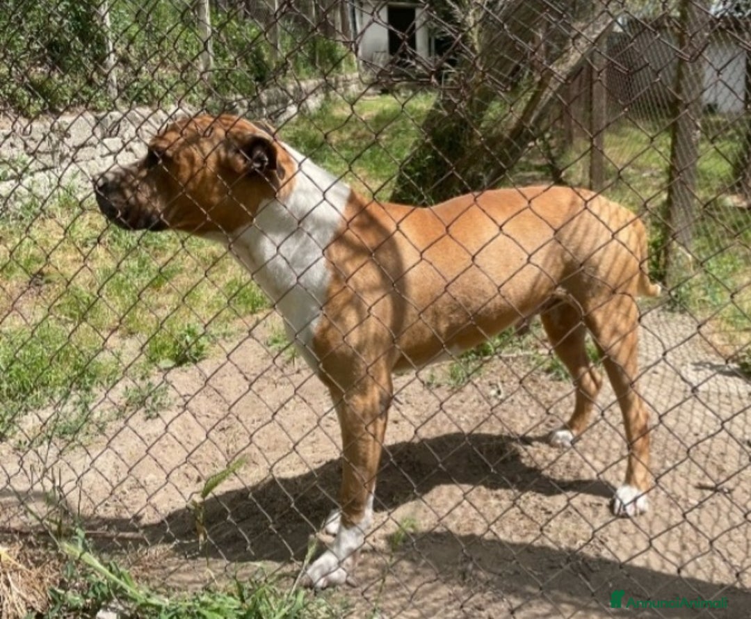 American Staffordshire cani in regalo: Amstaff viveva felice coi bimbi,poi il canile!ROMA a Città metropolitana di Milano - Immagine 3
