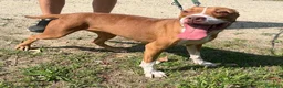 Pitbull cani in regalo: BONNIE PIT - Annuncio 6