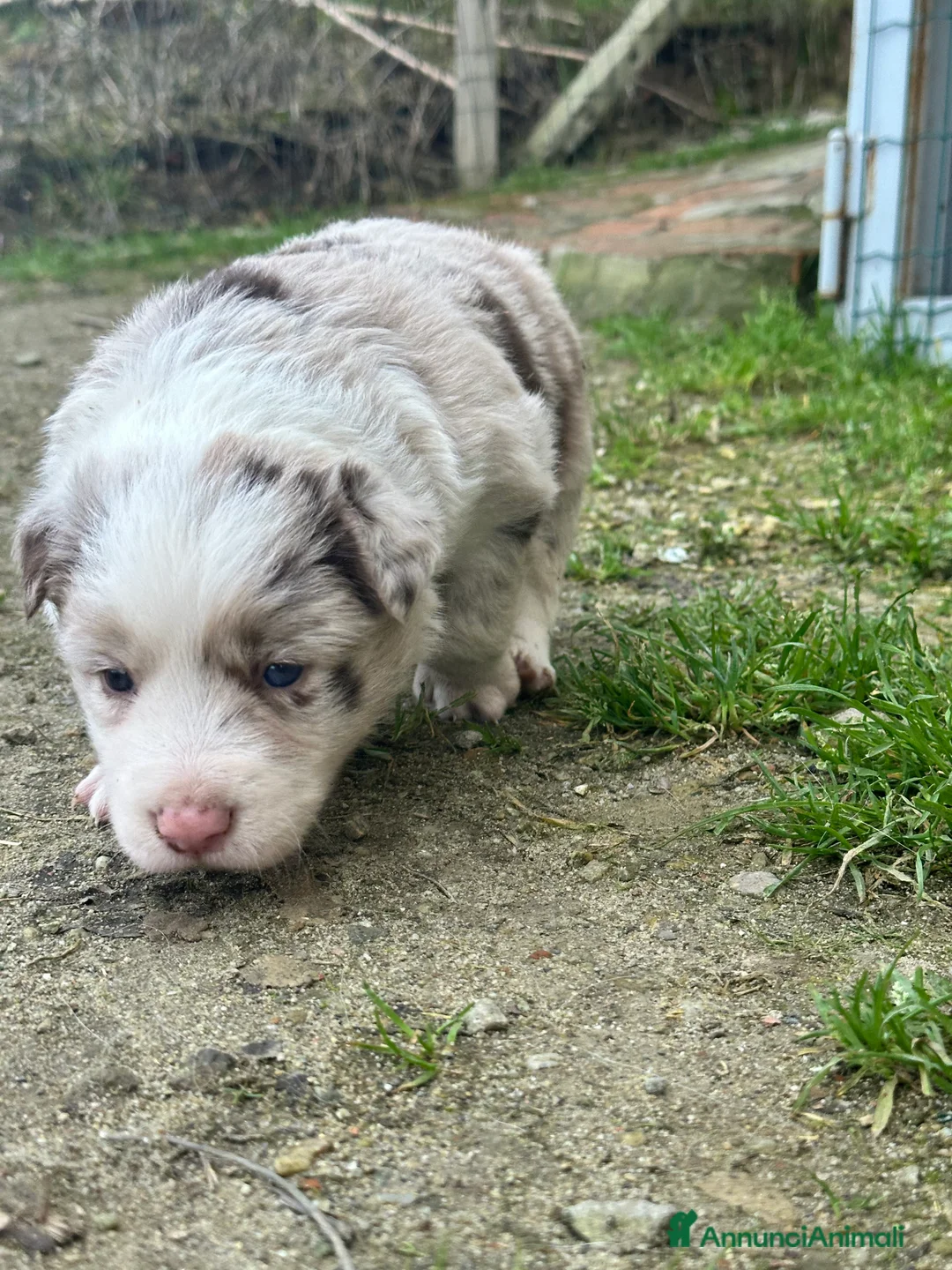 Border Collie cani in vendita: Ultimi border collie con pedigree - Annuncio 8