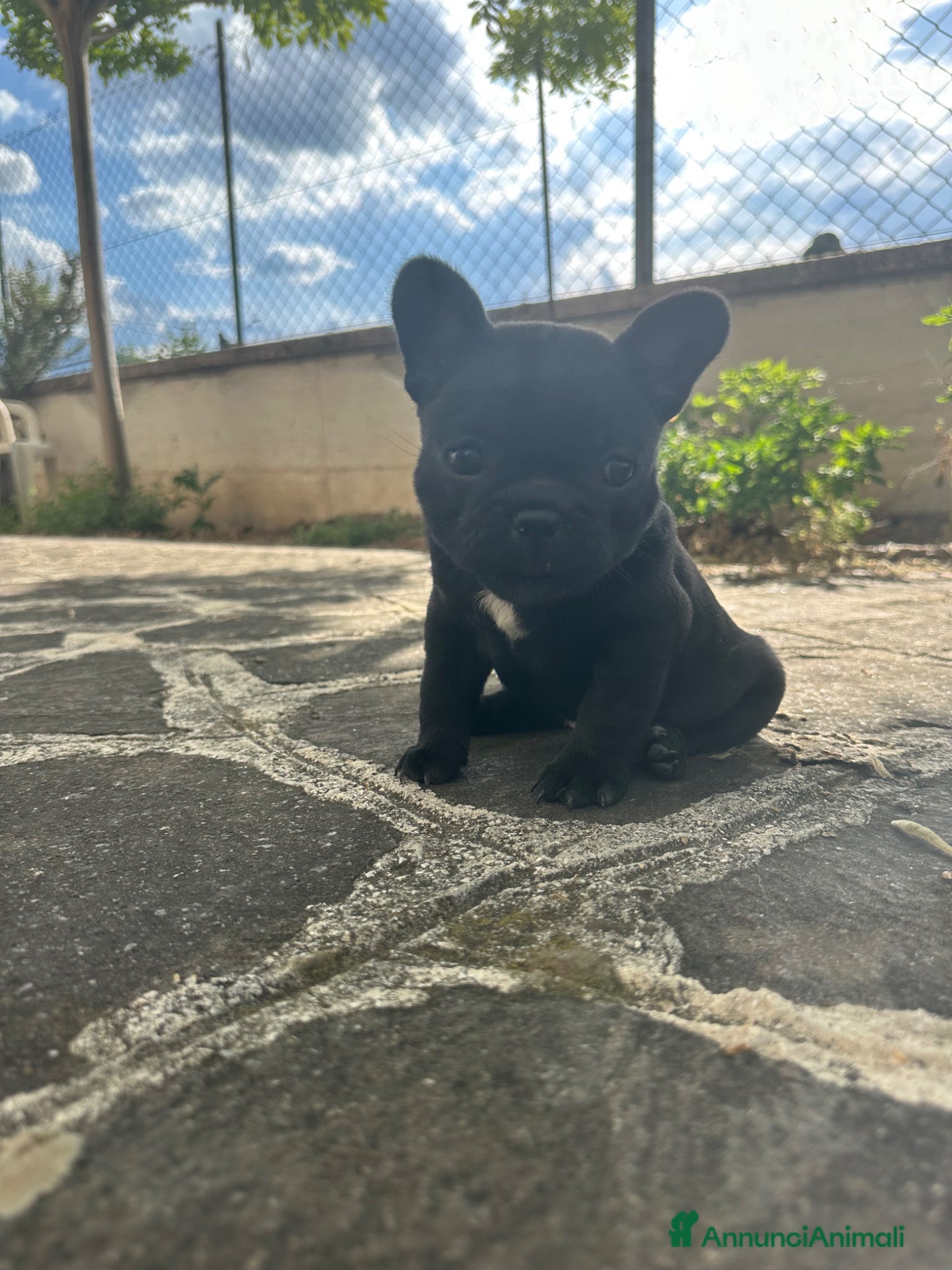 Bulldog Francese cani in vendita: bulldog francese blue occhi celesti, merlè, 2 nere - Annuncio 2