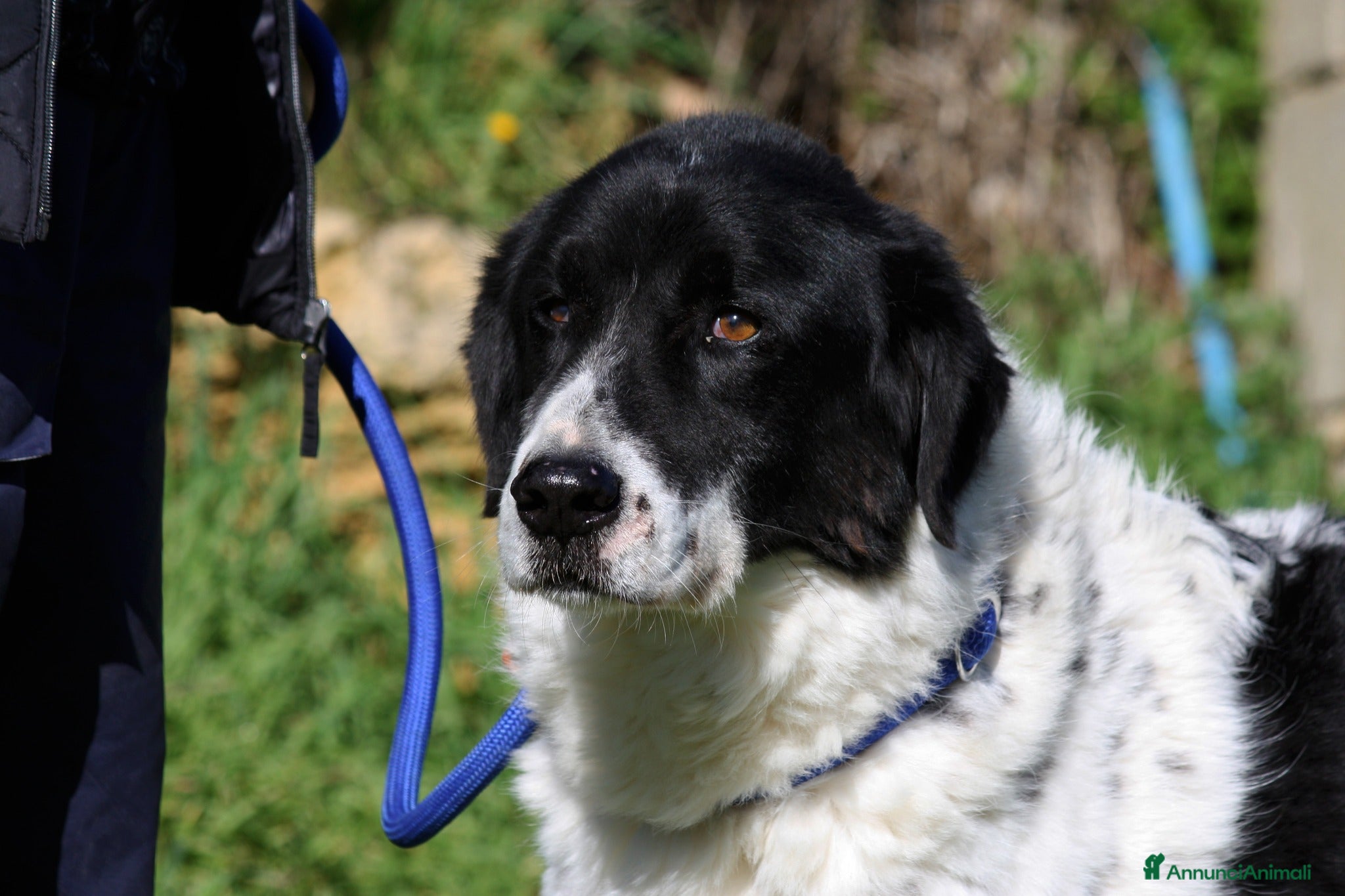 Meticcio cani Panda dolce cagnolone in adozione  - Annuncio 34