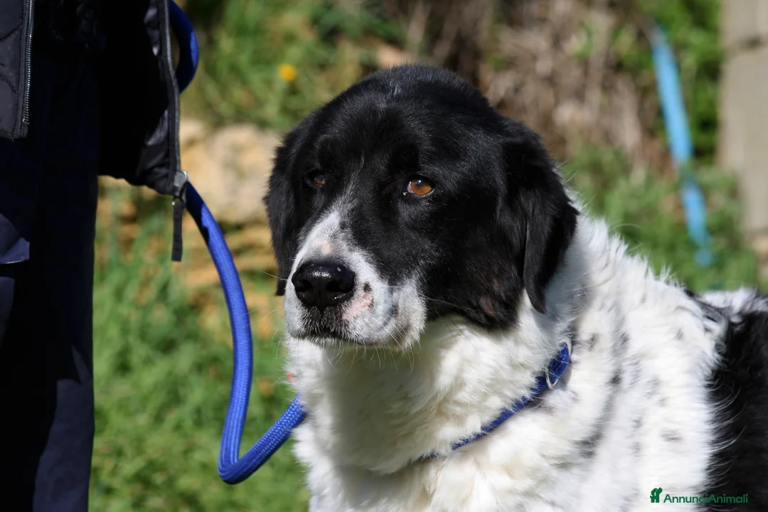 Meticcio cani in regalo: Panda dolce cagnolone in adozione  - Annuncio 1