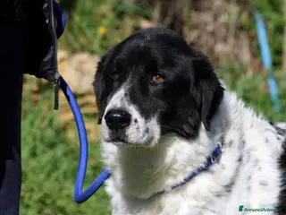 Meticcio cani Panda dolce cagnolone in adozione - Annuncio 34