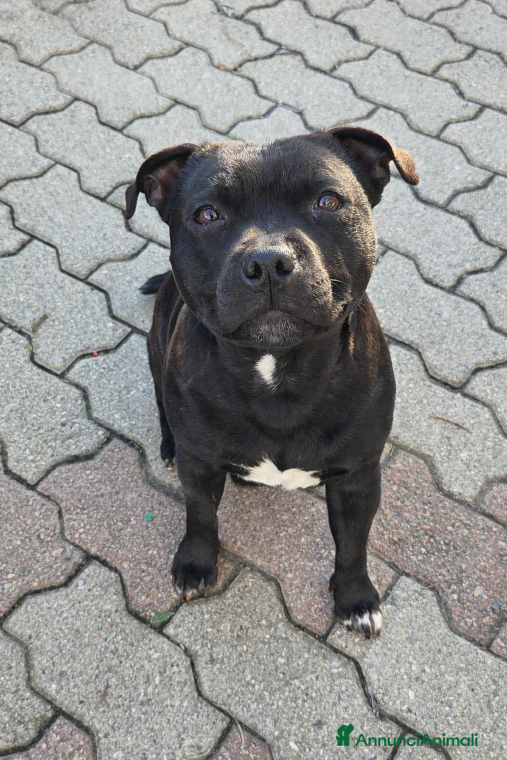 Staffordshire cani Staffordshire bull terrier cuccioli  - Annuncio 1