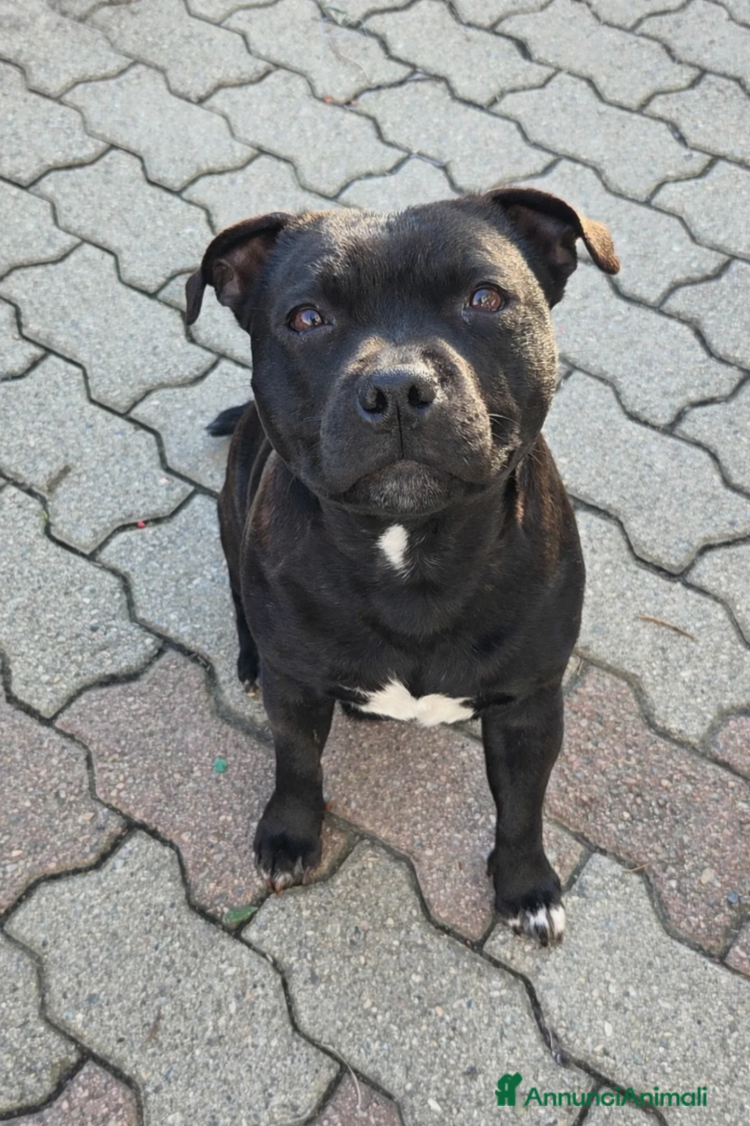 Staffordshire cani in vendita: Staffordshire bull terrier cuccioli  - Annuncio 1