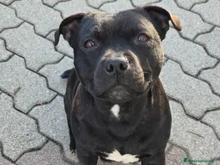 Staffordshire cani Staffordshire bull terrier cuccioli - Annuncio 1