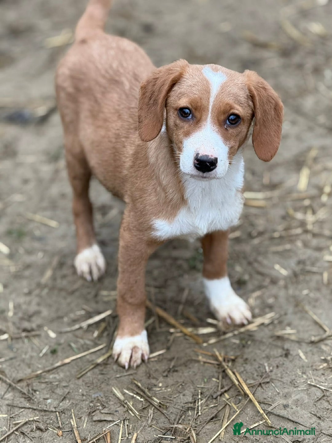 Meticcio cani in regalo: 4 dolcissimi cucciolotti! 3 MESI E MEZZO. - Annuncio 7