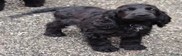 Meticcio cani in vendita: Coker spaniel  a Provincia di Bergamo - Annuncio 11