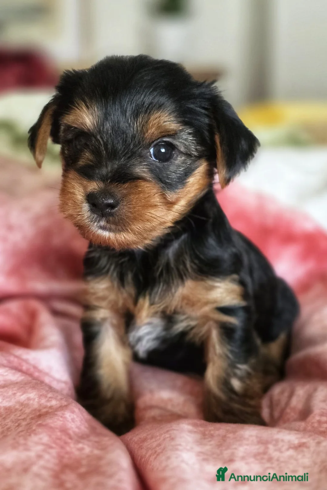 Yorkshire cani in vendita: Yorkshire  - Annuncio 1