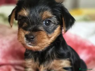 Yorkshire cani Yorkshire - Annuncio 1