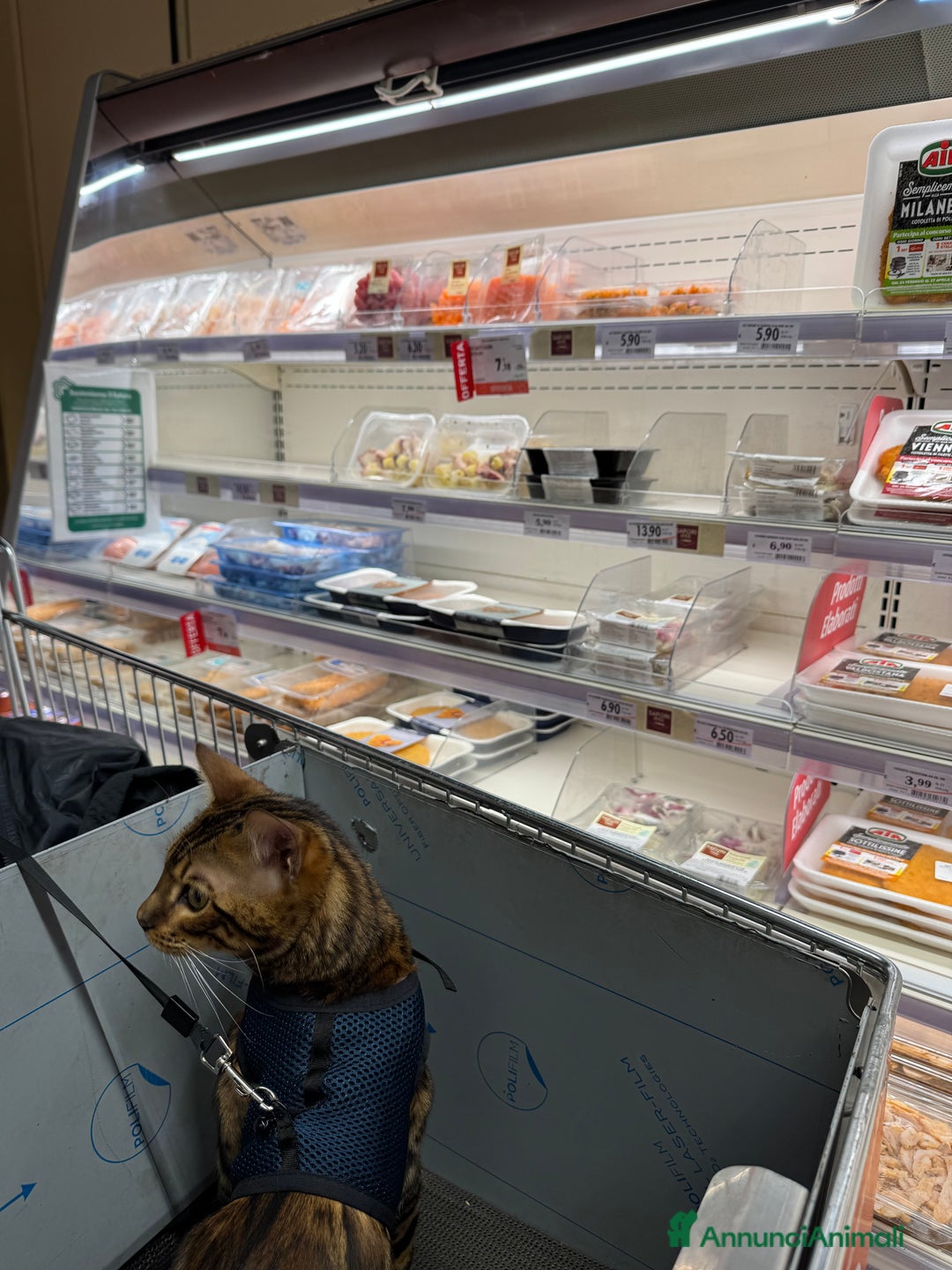Bengala gatti per accoppiamento: Gatto bengala da Monta  a Città metropolitana di Milano - Immagine 2