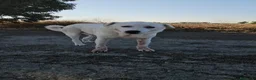 Meticcio cani in regalo: Consuelo: dolce, equilibrata, socievole  - Annuncio 6