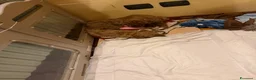 Barboncino cani in vendita: Barboncino nano  a Provincia di Brescia - Annuncio 2