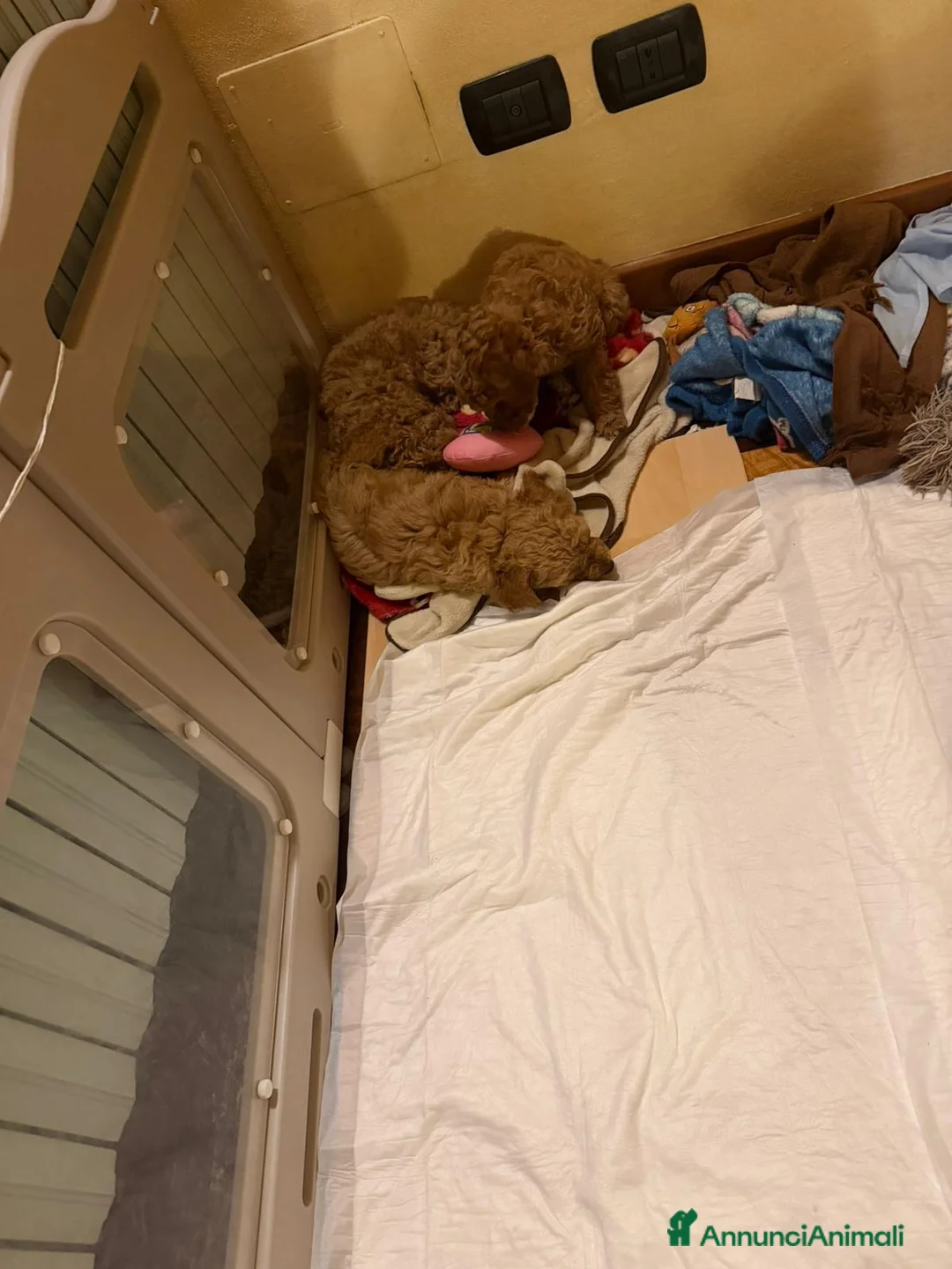 Barboncino cani in vendita: Barboncino nano  a Provincia di Brescia - Annuncio 2